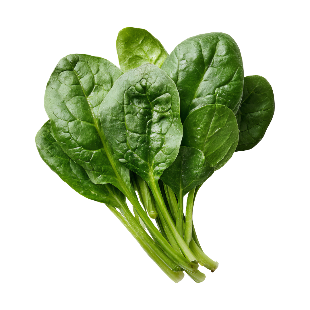 Spinach Seeds from Lazy Dog Farm