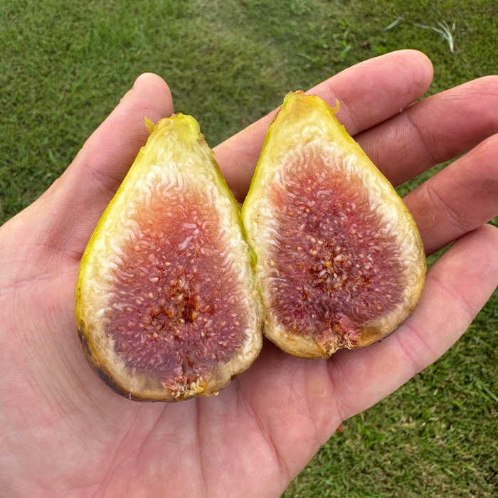 Stella Fig Tree from Lazy Dog Farm