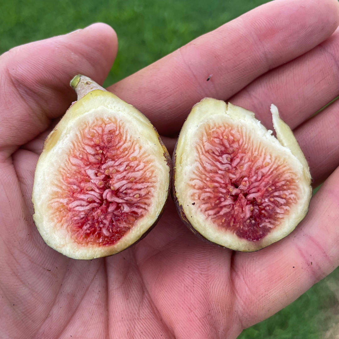 Stallion Fig LAZY DOG FARM | FIG TREES FOR YOUR BACKYARD | CHOOSE FROM MANY FLAVORS ...