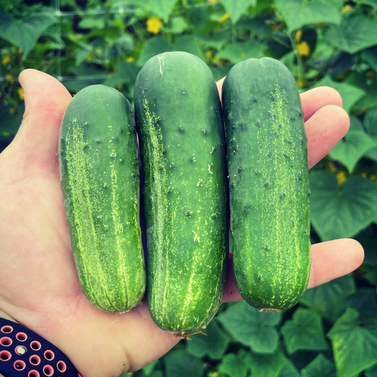 Super Max Cucumber Seed from Lazy Dog Farm