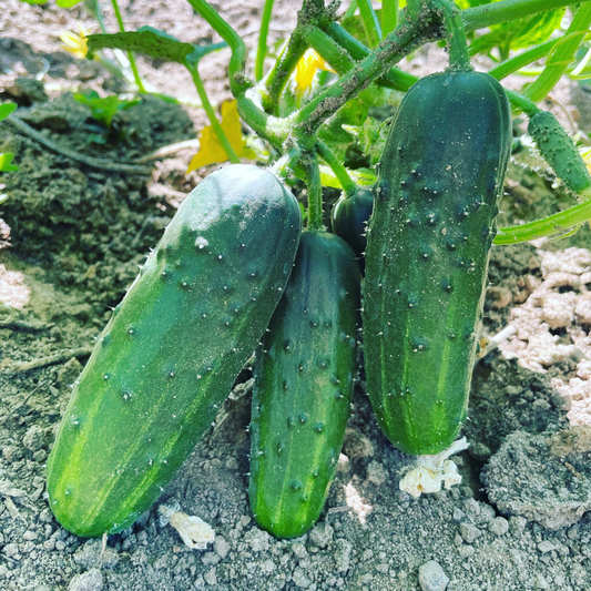 Supremo Cucumber Seed from Lazy Dog Farm