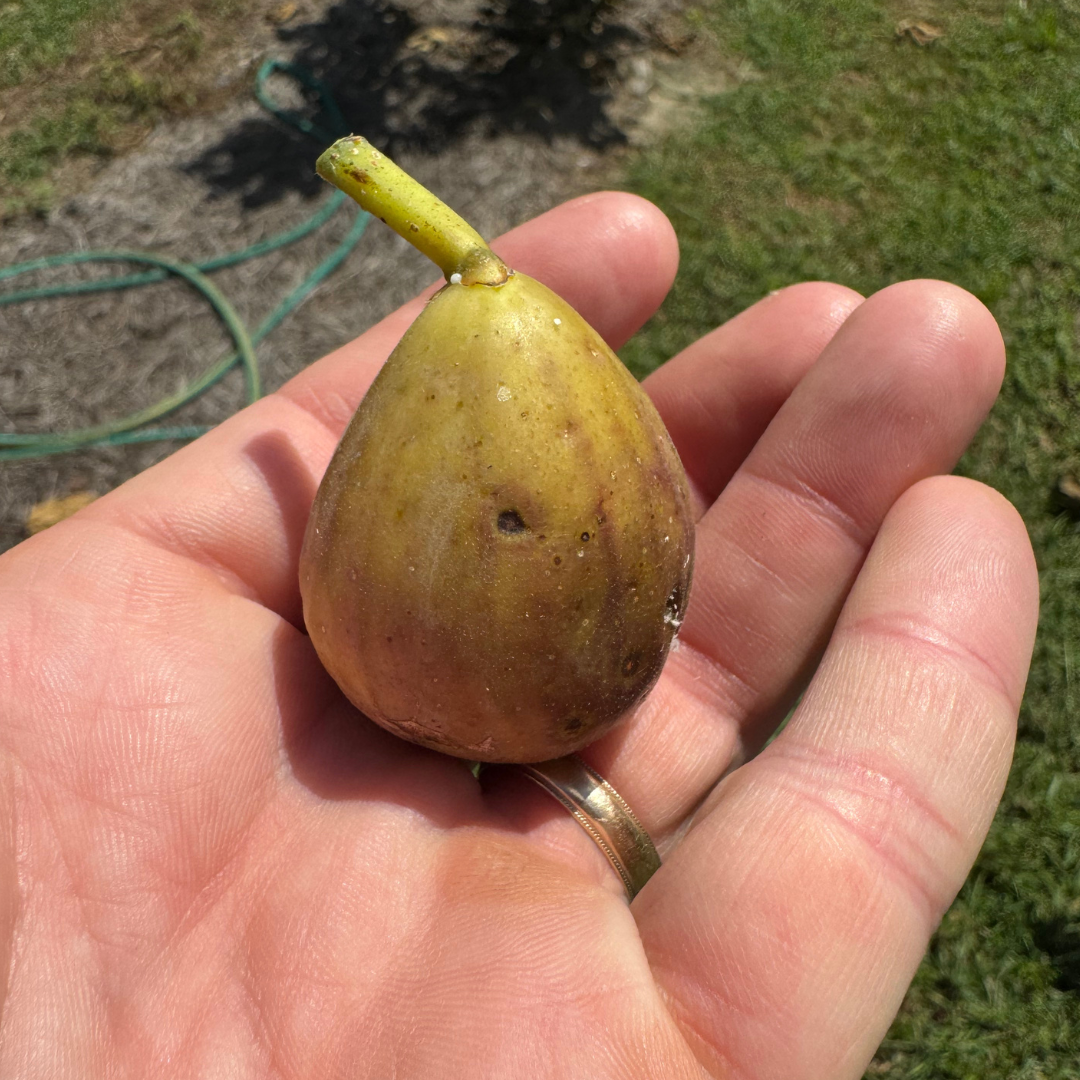Sweet Joy Fig Tree from Lazy Dog Farm