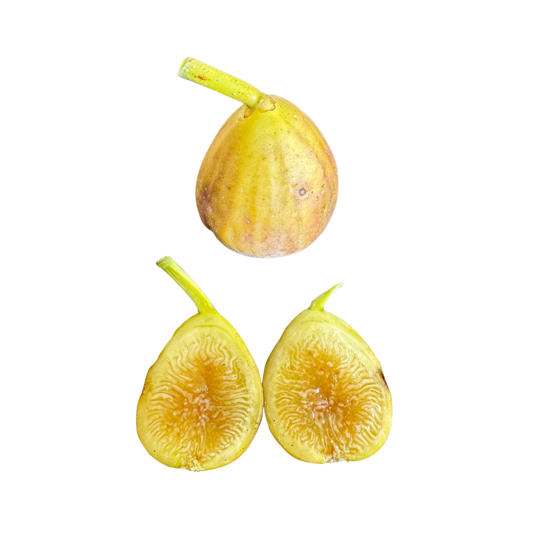 Sweet Joy Fig Tree from Lazy Dog Farm