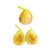 Sweet Joy Fig Tree from Lazy Dog Farm