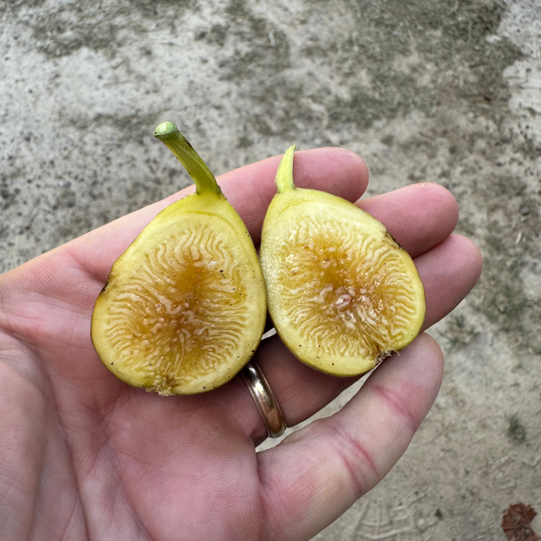 Sweet Joy Fig Tree from Lazy Dog Farm