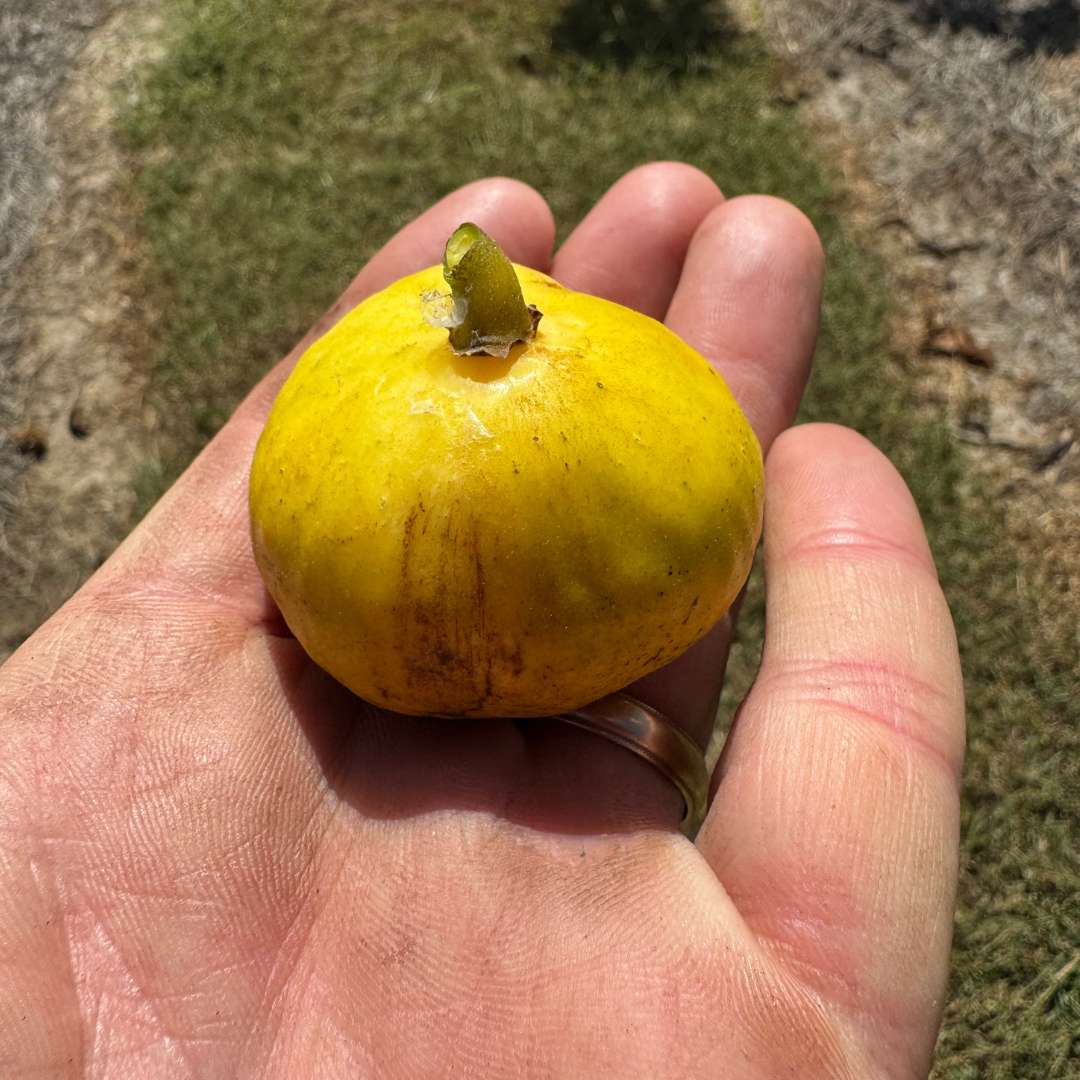 Tashkent Fig Tree from Lazy Dog Farm