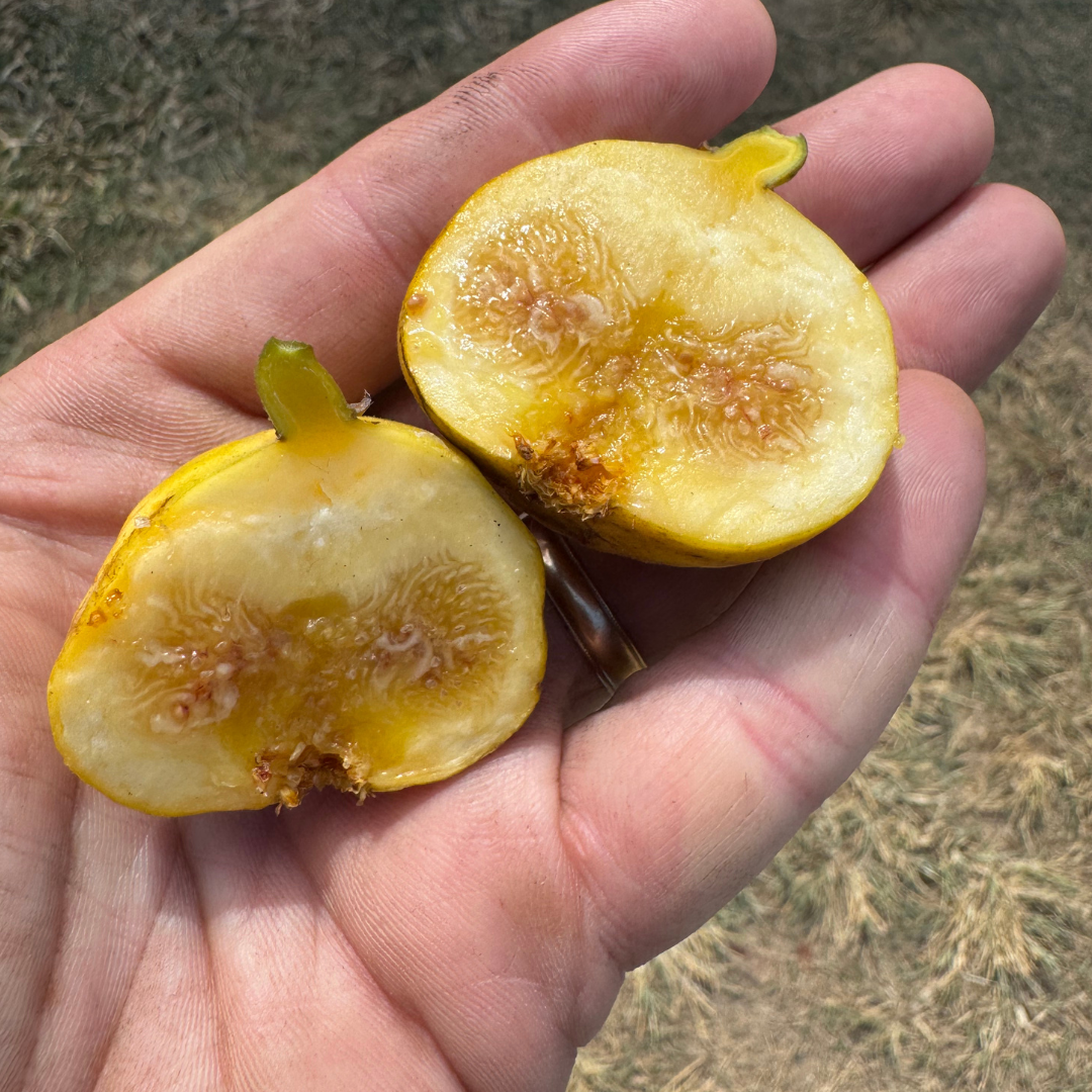 Tashkent Fig Tree from Lazy Dog Farm