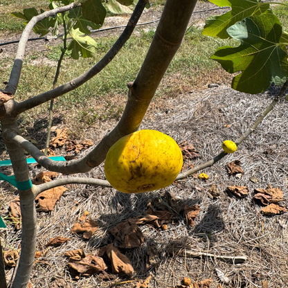 Tashkent Fig Tree from Lazy Dog Farm