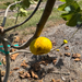 Tashkent Fig Tree from Lazy Dog Farm