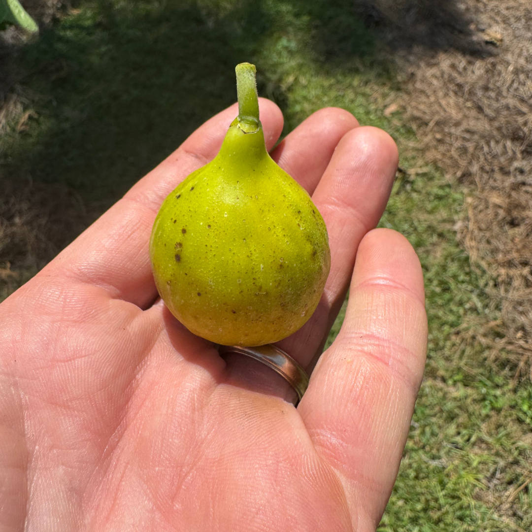 Tena Fig Tree from Lazy Dog Farm