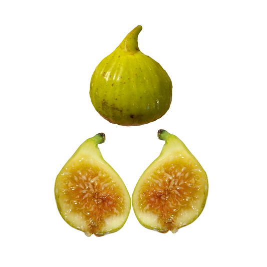Tena Fig Tree from Lazy Dog Farm