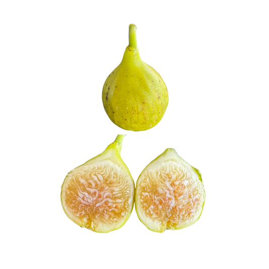 Tena Fig Tree from Lazy Dog Farm