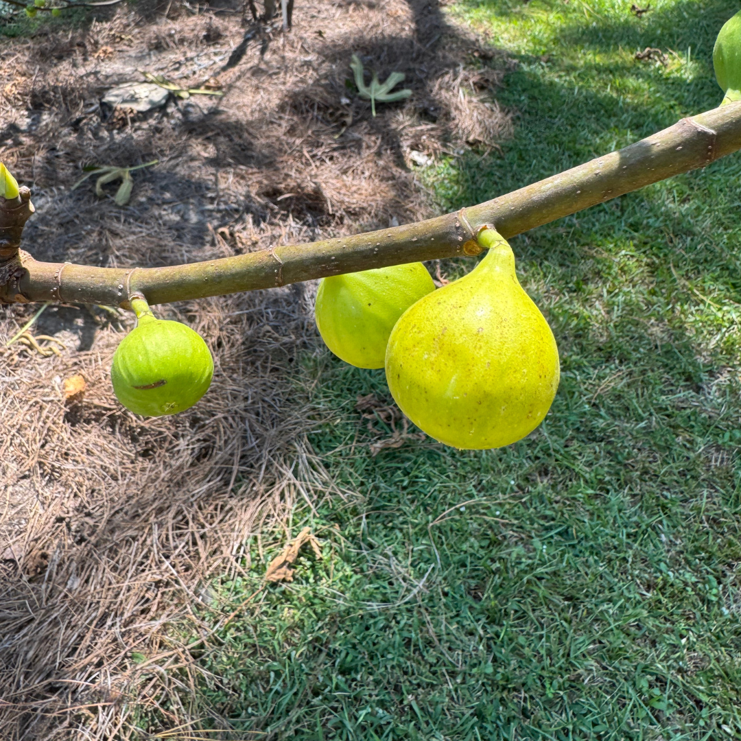 Tena Fig Tree from Lazy Dog Farm