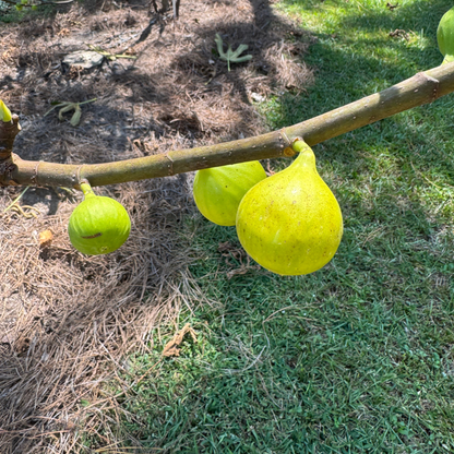 Tena Fig Tree from Lazy Dog Farm