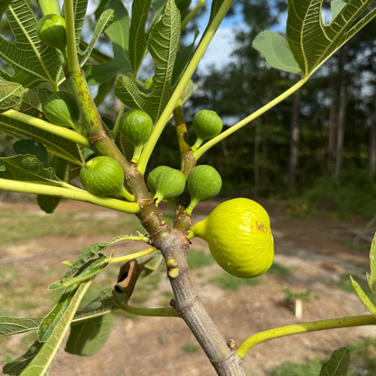 Tena Fig Tree from Lazy Dog Farm
