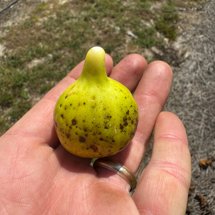 Thermalito Fig Tree from Lazy Dog Farm