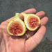 Thermalito Fig Tree from Lazy Dog Farm