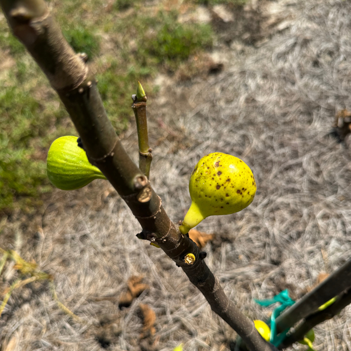 Thermalito Fig Tree from Lazy Dog Farm