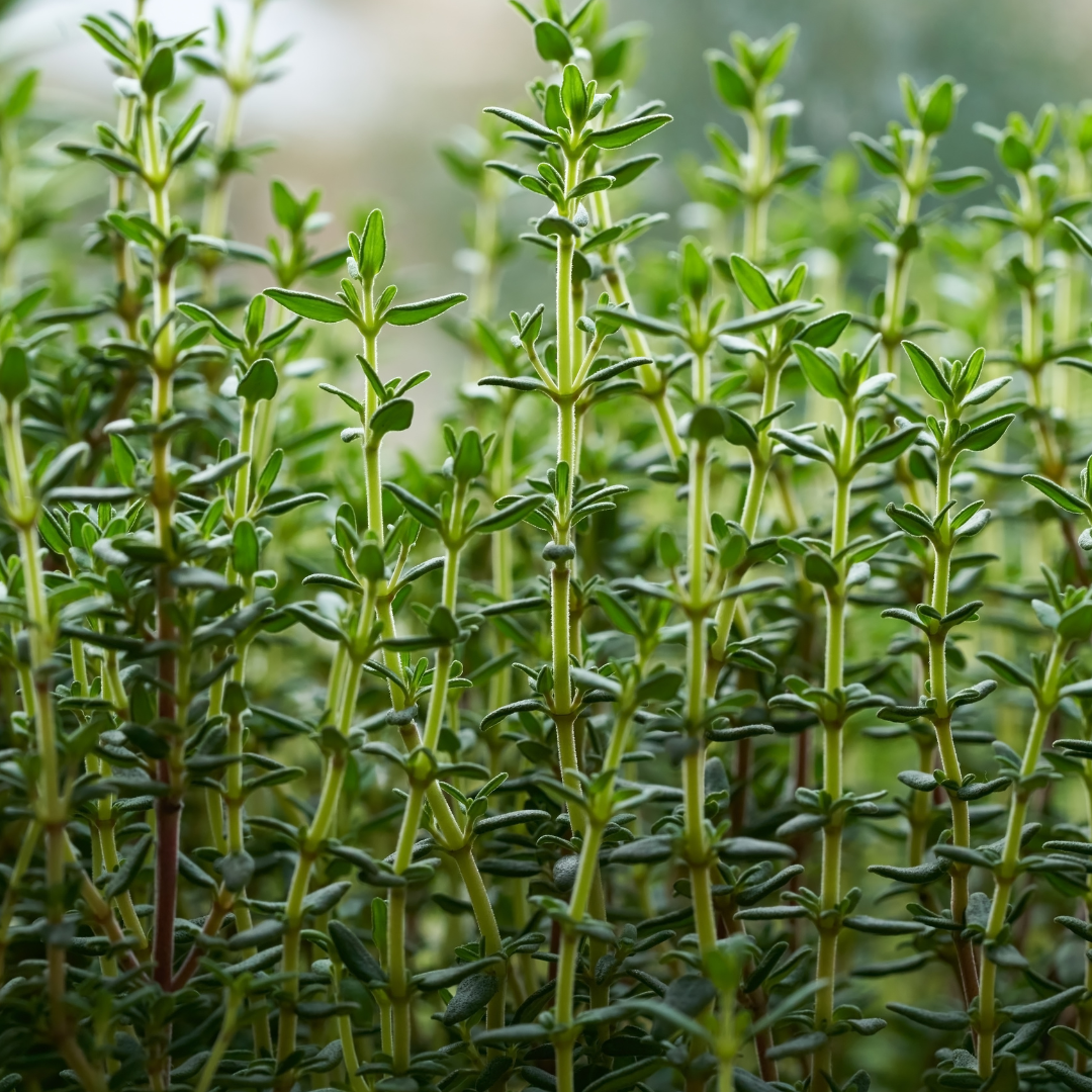 The Power of Thyme Oil