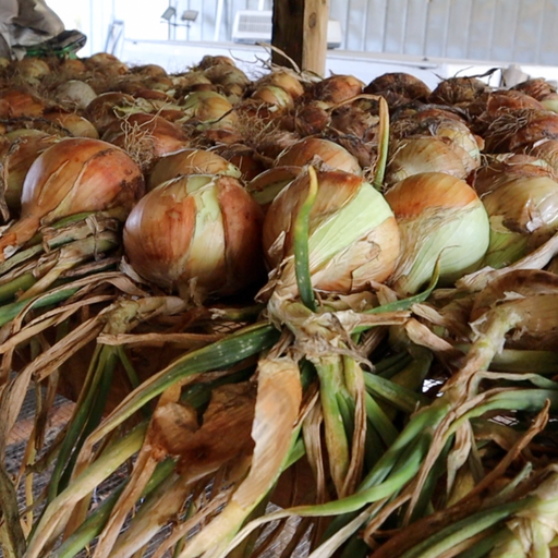 Timon Short-Day Onion Seed