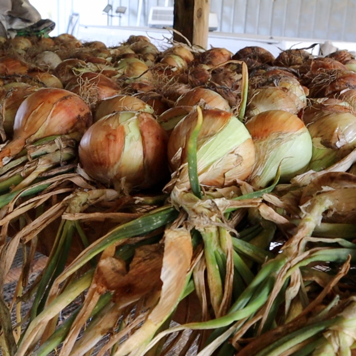 Timon Short-Day Onion Seed