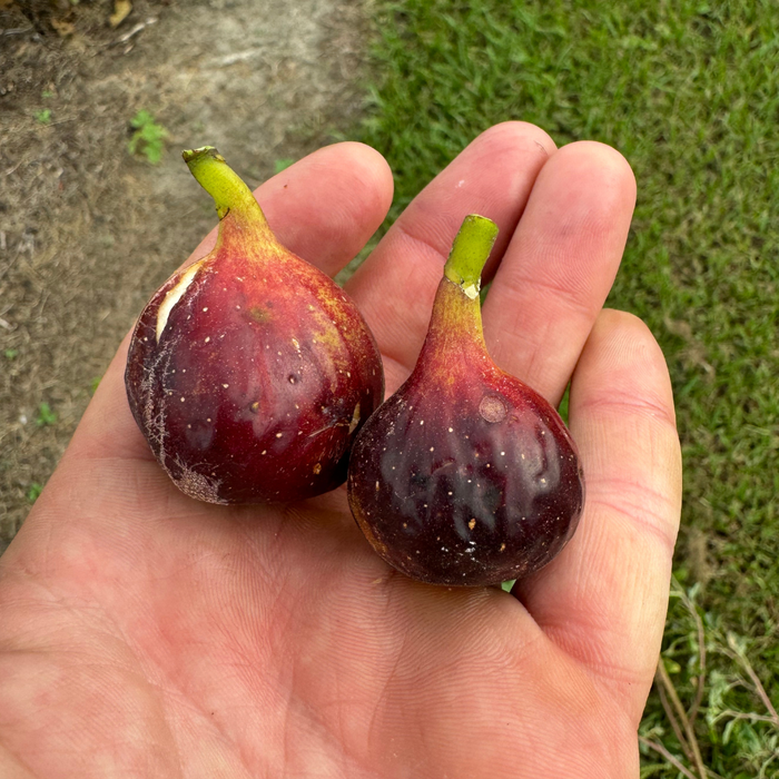 Valle Negra Fig Tree