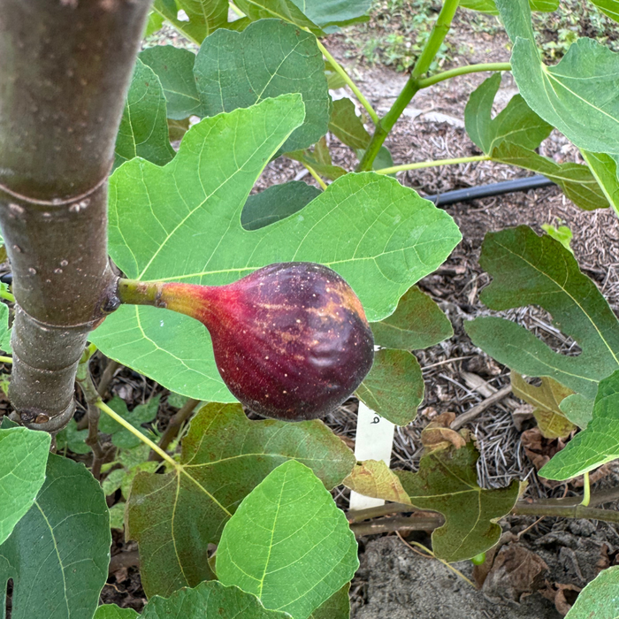 Valle Negra Fig Tree