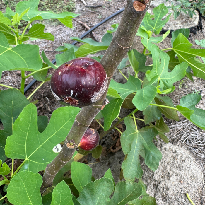 Valle Negra Fig Tree