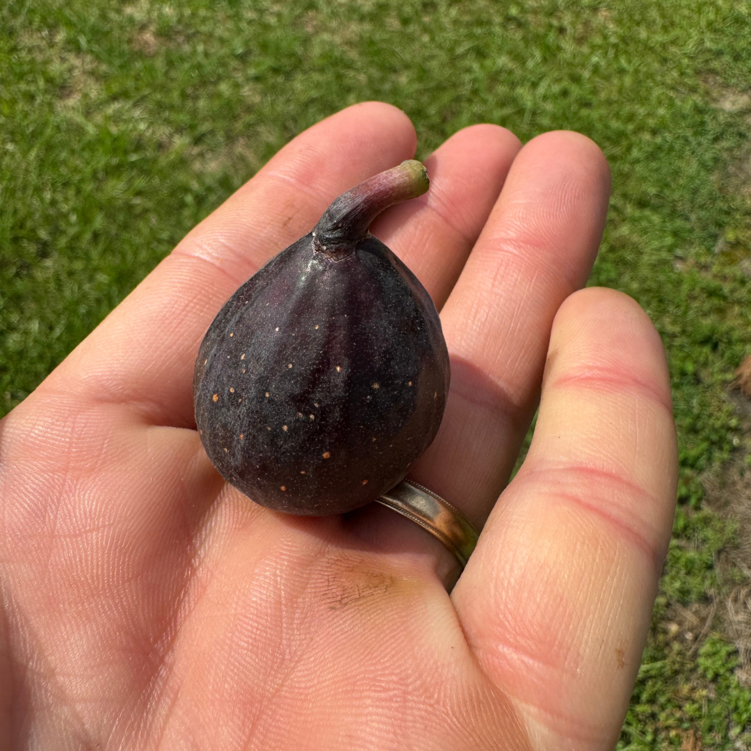 Violette de Bourdeaux Fig Tree from Lazy Dog Farm