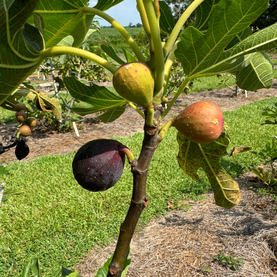 Violette de Bourdeaux Fig Tree from Lazy Dog Farm