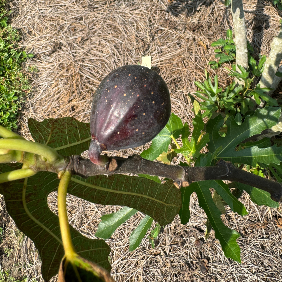 Violette de Bourdeaux Fig Tree from Lazy Dog Farm