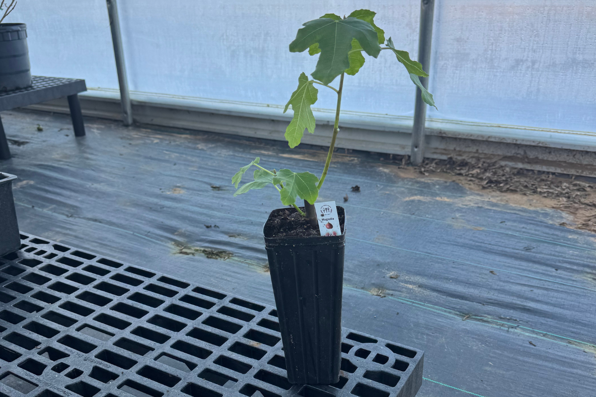When Do You Ship Fig Trees?