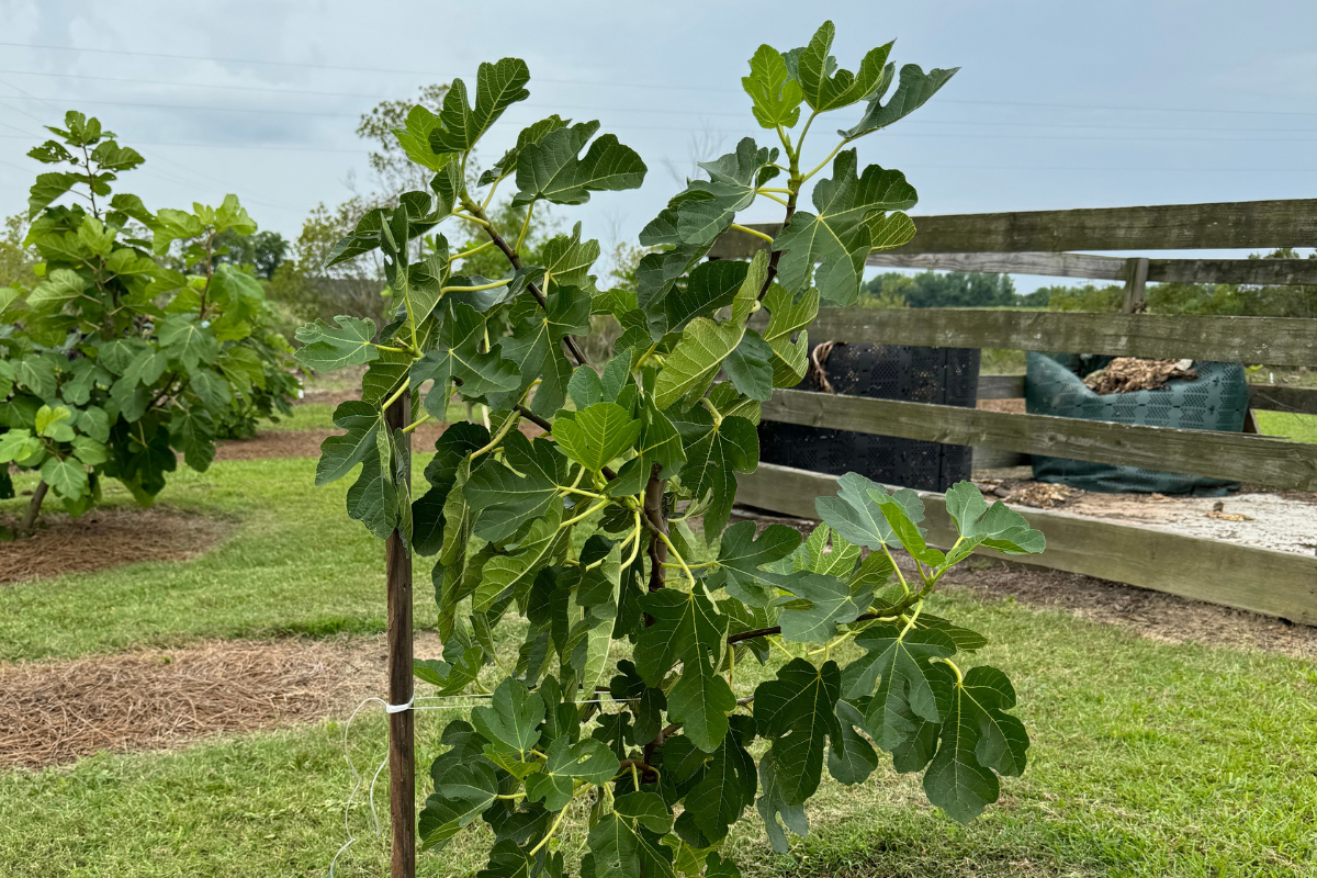 When Can I Plant It?