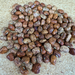 Whippoorwill Cowpea Seed from Lazy Dog Farm