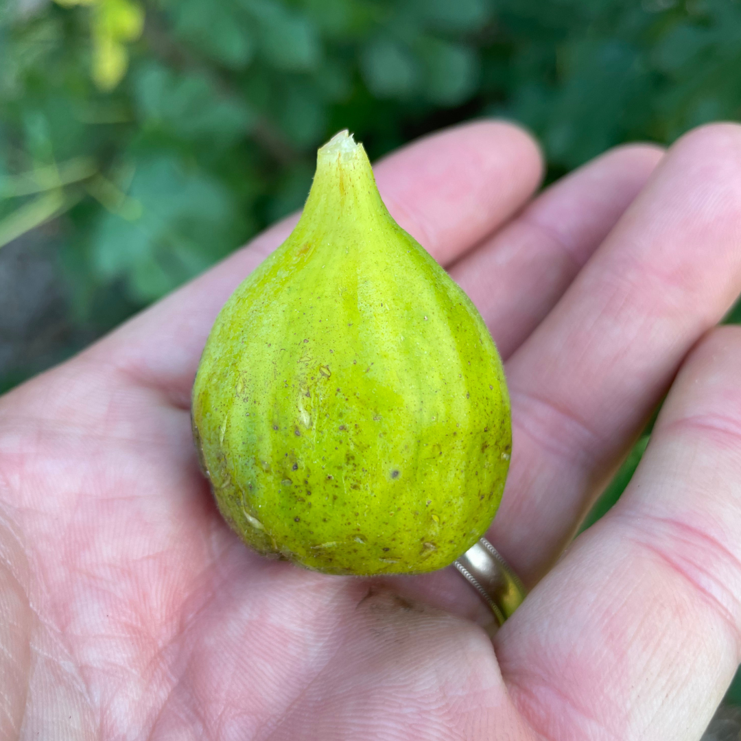 White Marseilles Fig Tree from Lazy Dog Farm