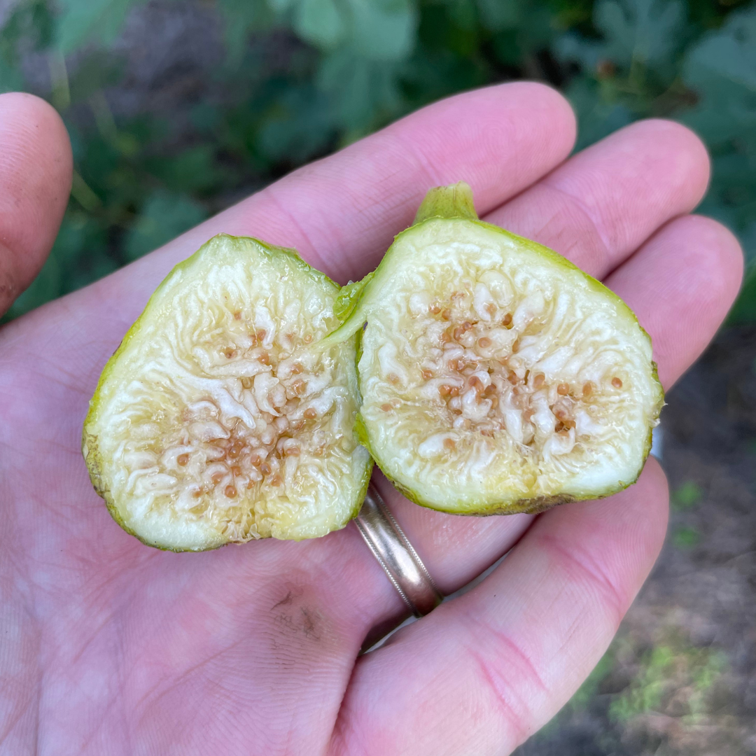 White Marseilles Fig Tree from Lazy Dog Farm