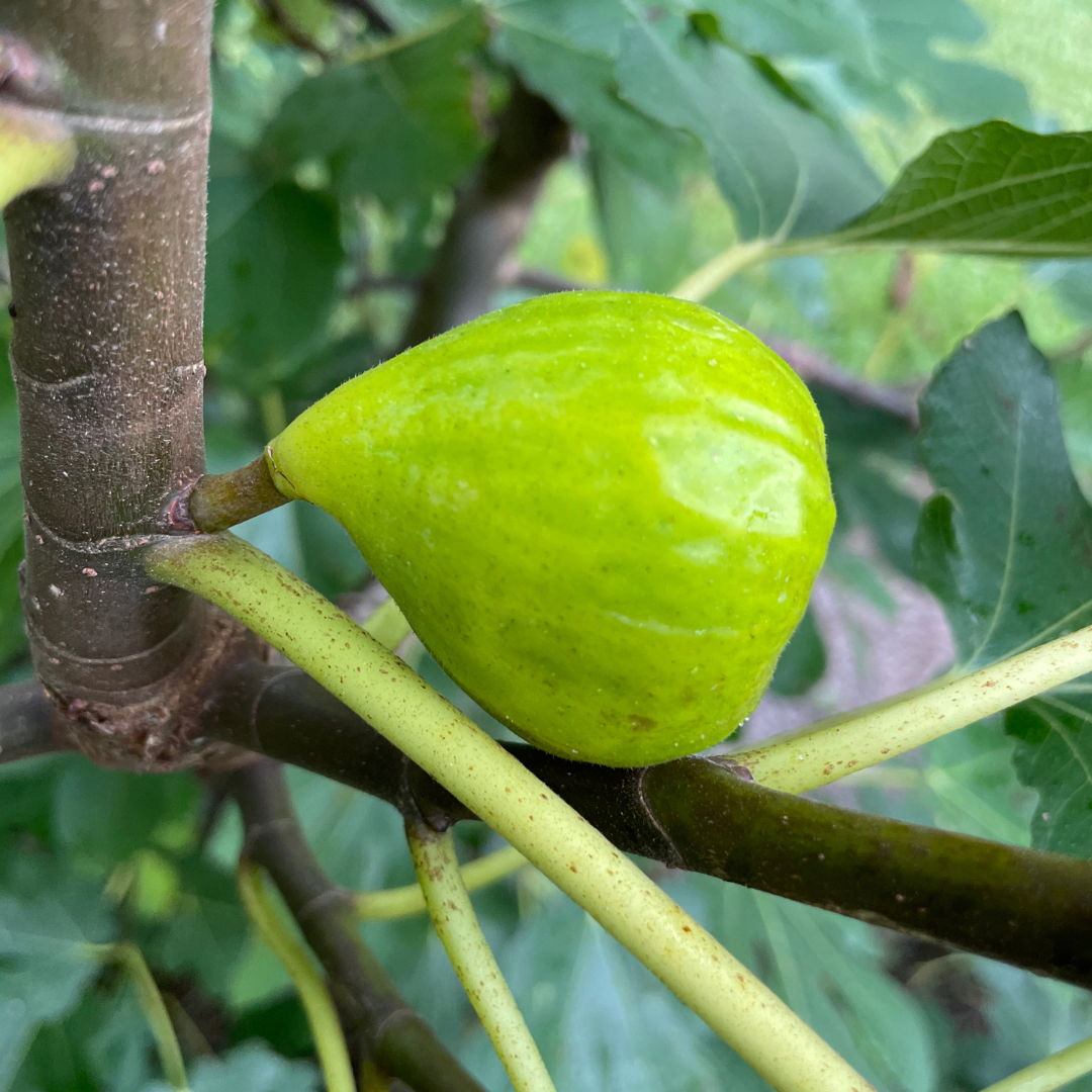 White Marseilles Fig Tree from Lazy Dog Farm