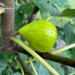 White Marseilles Fig Tree from Lazy Dog Farm