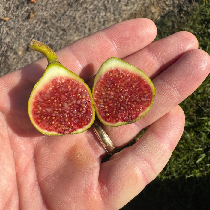 White Triana Fig Tree from Lazy Dog Farm