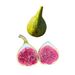 White Triana Fig Tree from Lazy Dog Farm