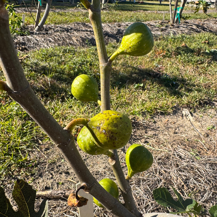 White Triana Fig Tree from Lazy Dog Farm