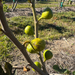 White Triana Fig Tree from Lazy Dog Farm