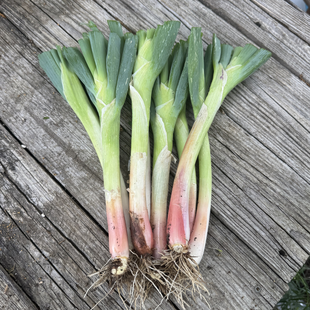 White Welsh Perennial Onions Plants from Lazy Dog Farm