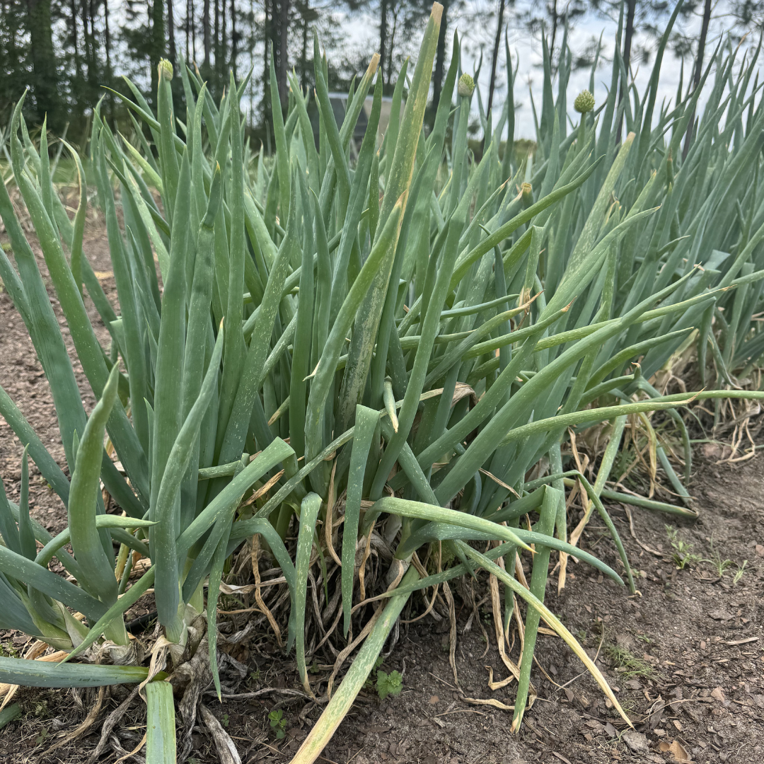 White Welsh Perennial Onions Plants from Lazy Dog Farm