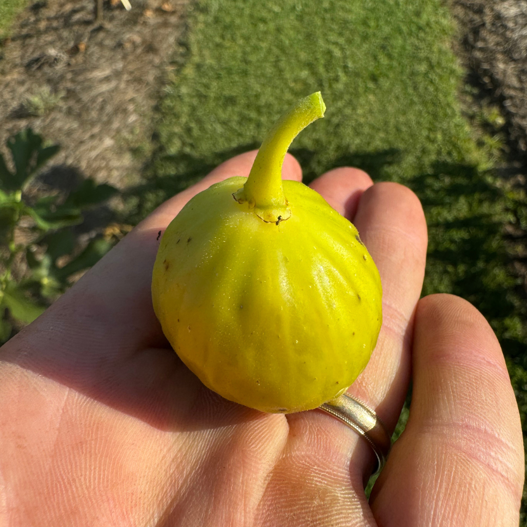 Yellow Greek Fig Tree from Lazy Dog Farm