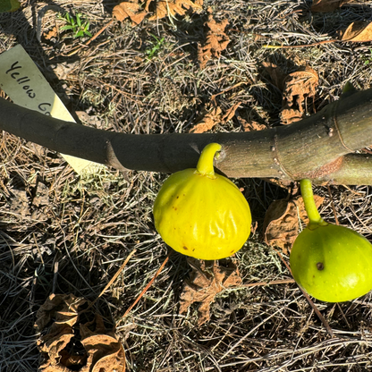 Yellow Greek Fig Tree from Lazy Dog Farm