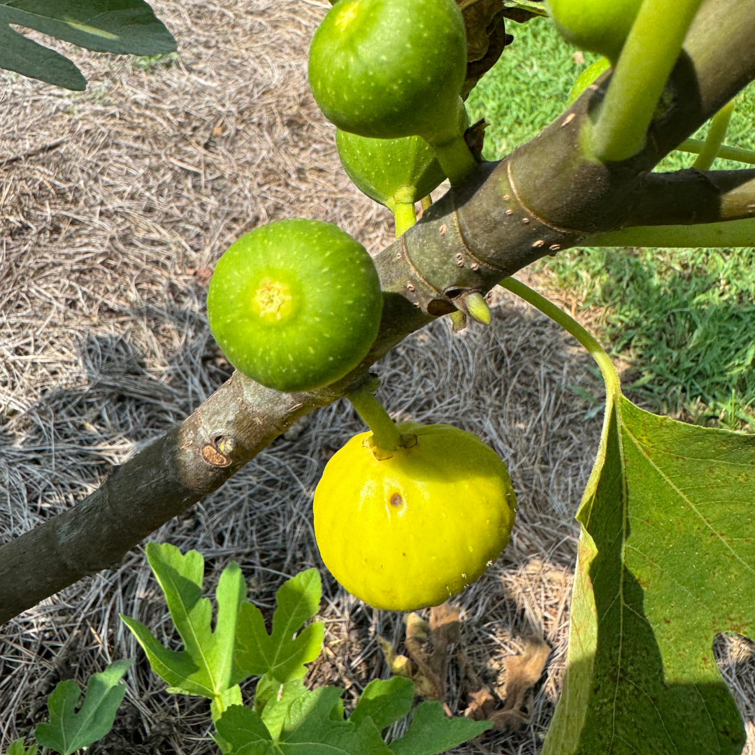 Yellow Greek Fig Tree from Lazy Dog Farm