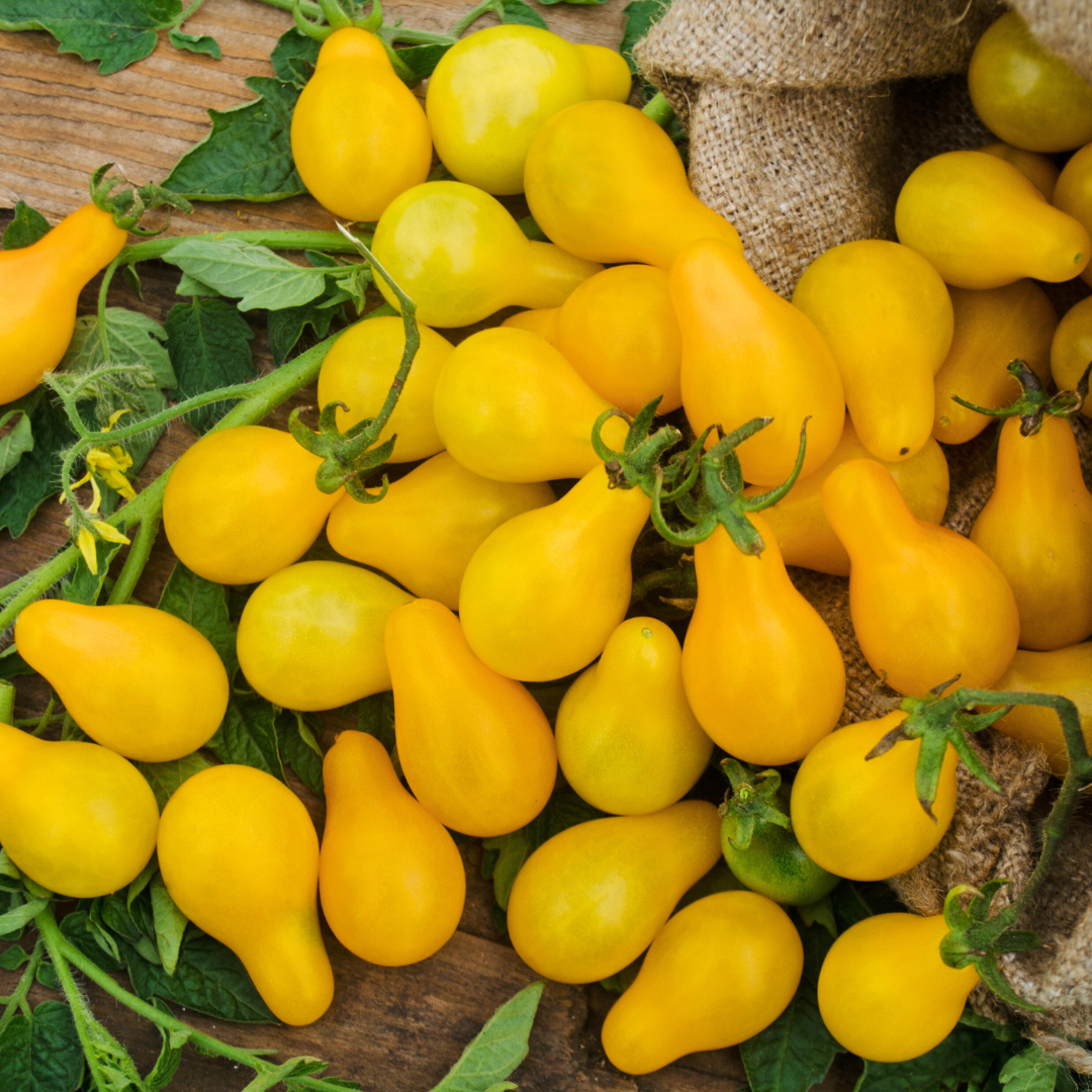 Yellow Pear Tomato Seed from Lazy Dog Farm