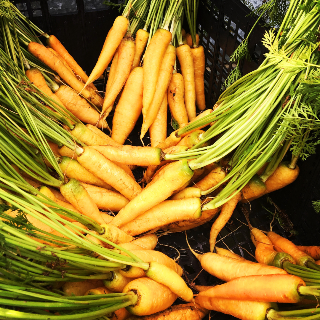 Yellowstone Carrot Seeds from Lazy Dog Farm