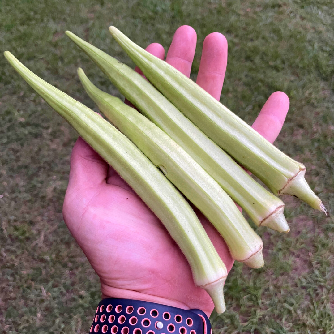 Dwarf Cowhorn Okra Seed